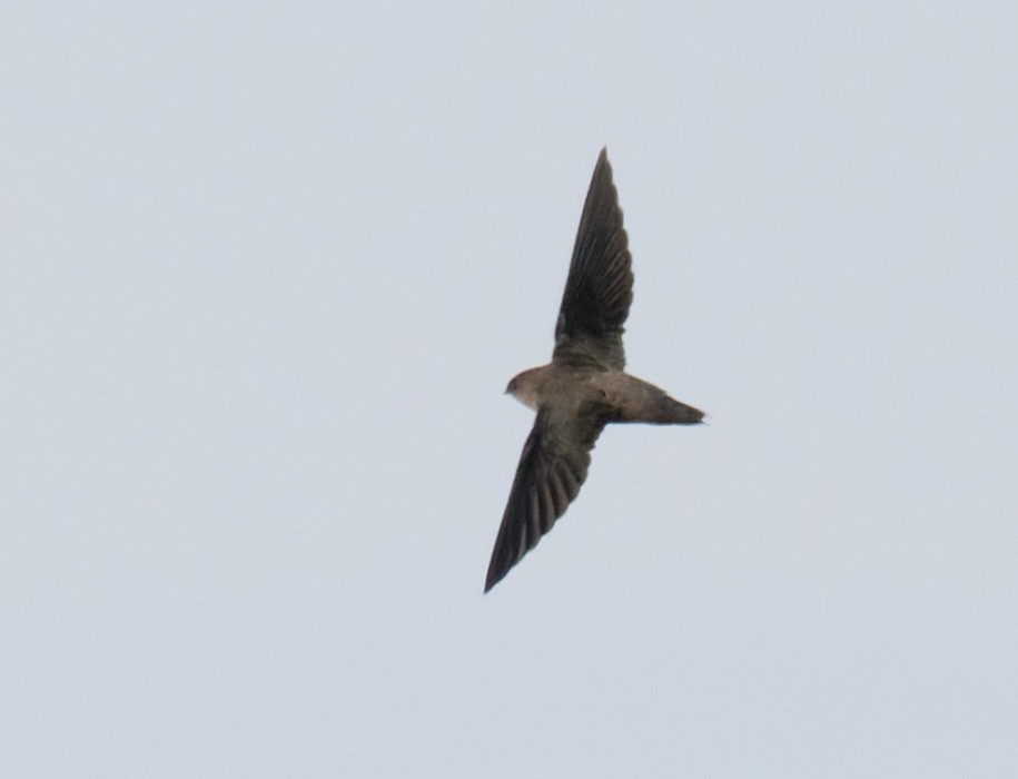 Schornsteinsegler - ML641072185