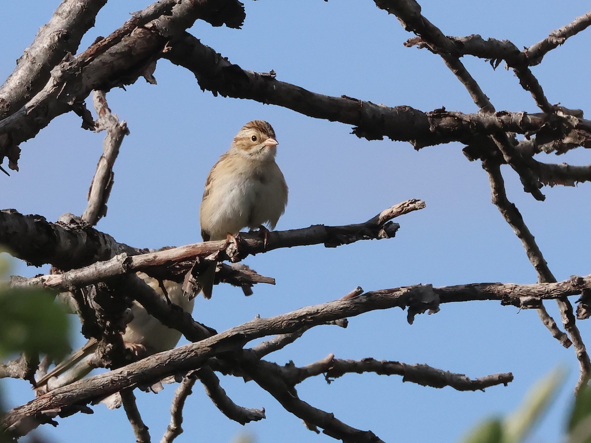 Clay-colored Sparrow - ML641072187
