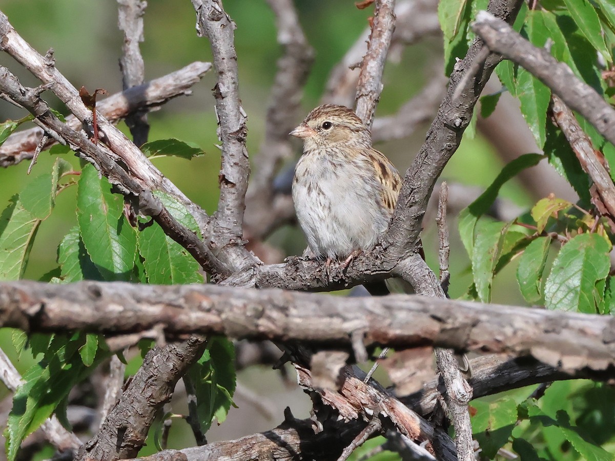 Chipping Sparrow - ML641072188