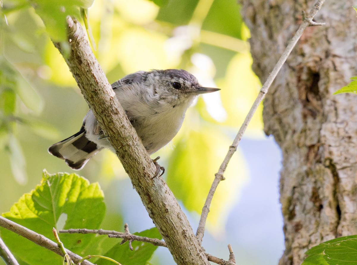 White-breasted Nuthatch - ML641072192