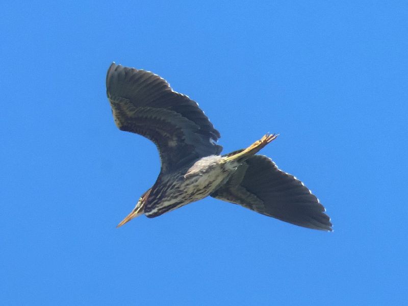 Grünreiher - ML641072204