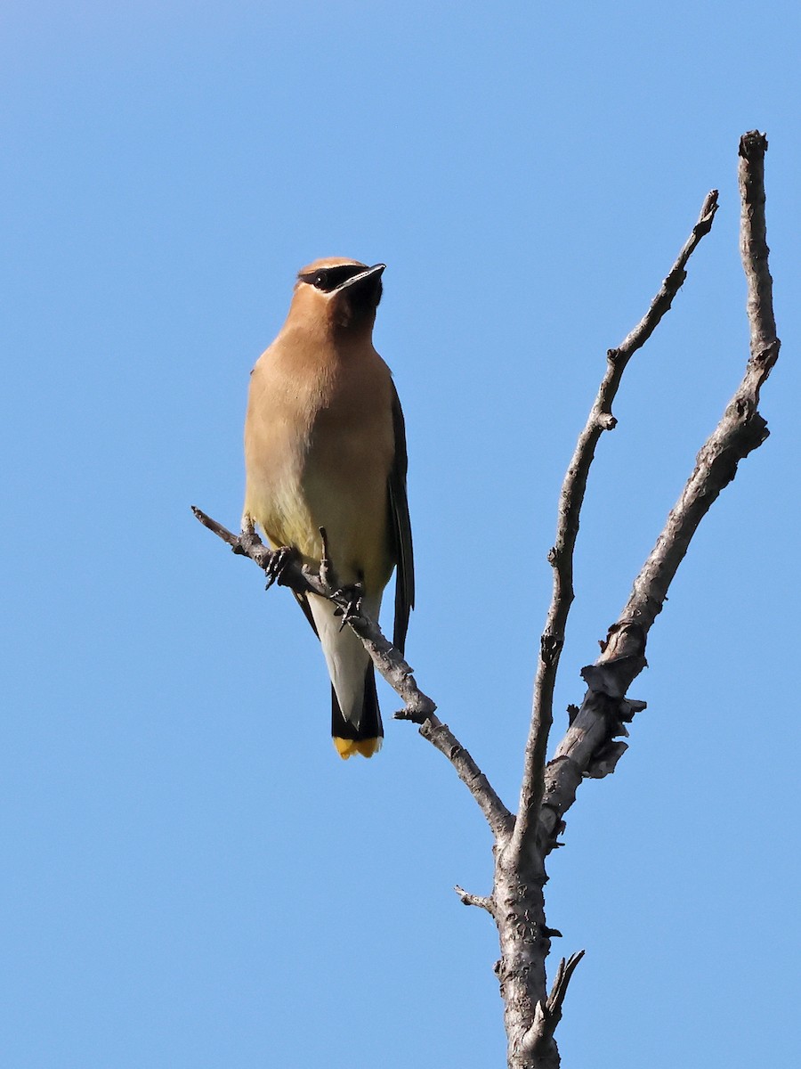 Cedar Waxwing - ML641072205