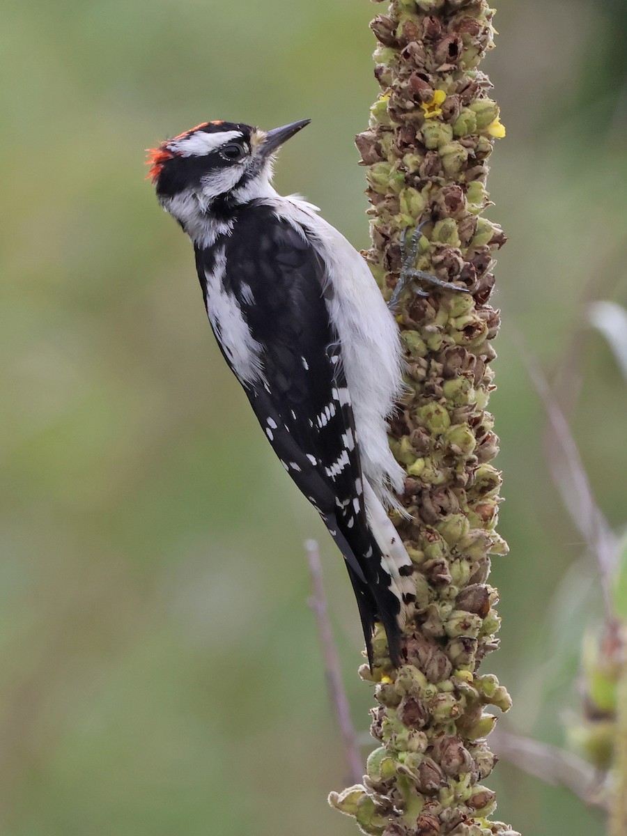 Downy Woodpecker (Rocky Mts.) - ML641072240