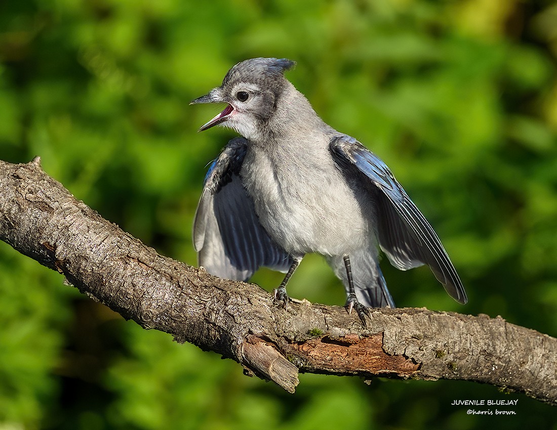 Blue Jay - ML641072256