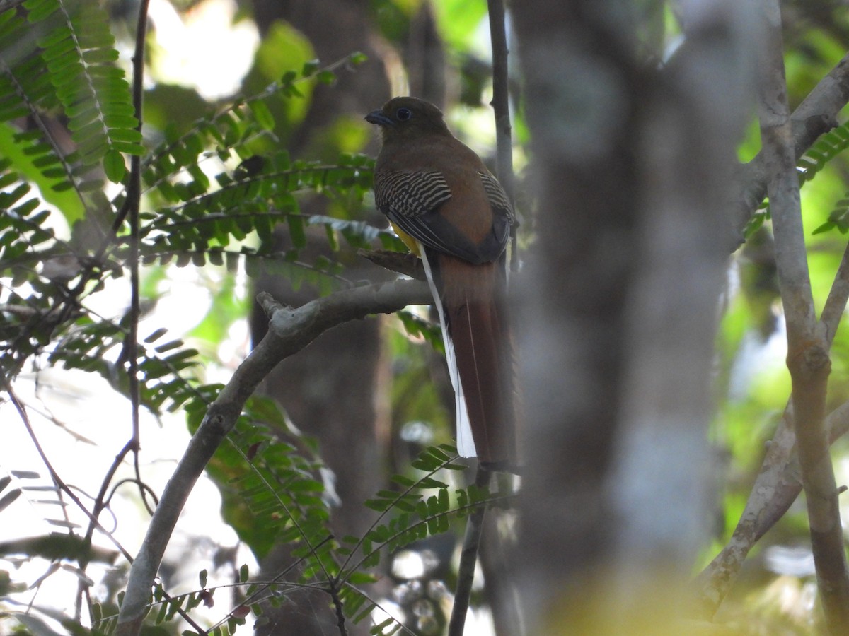 Orange-breasted Trogon - ML641072303