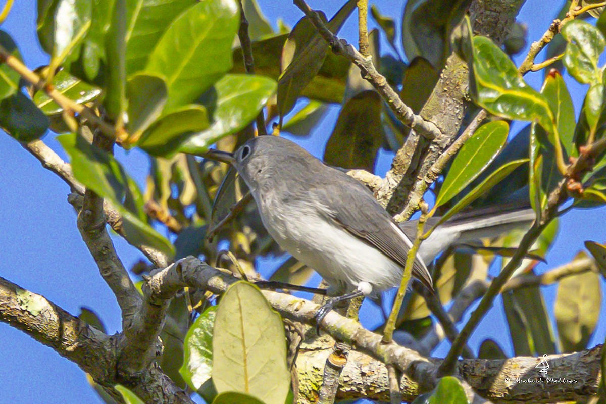 Perlita Grisilla - ML641072333