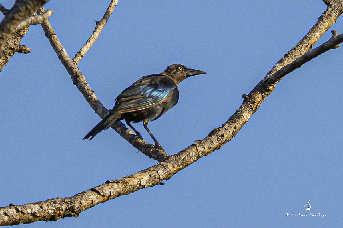 Common Grackle - ML641072335