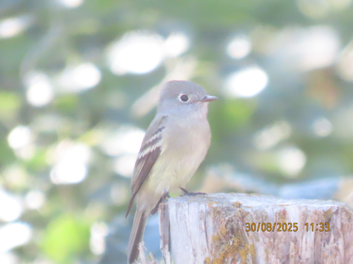 Hammond's Flycatcher - ML641072343