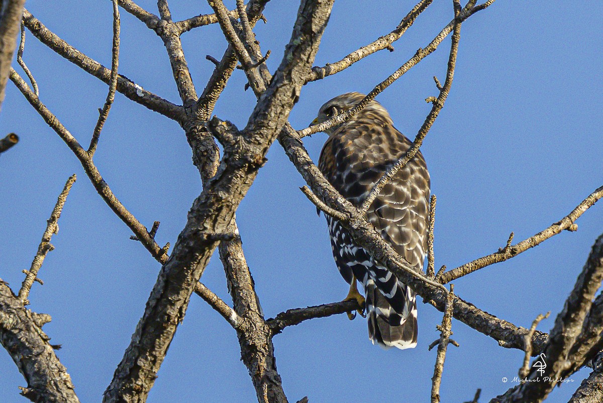 Red-shouldered Hawk - ML641072353