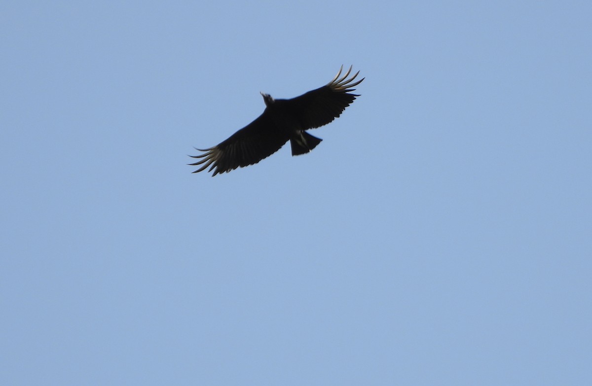 Black Vulture - ML641072370