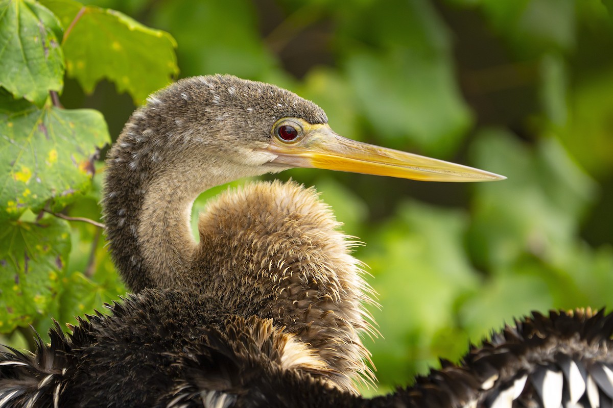 Anhinga - ML641072400