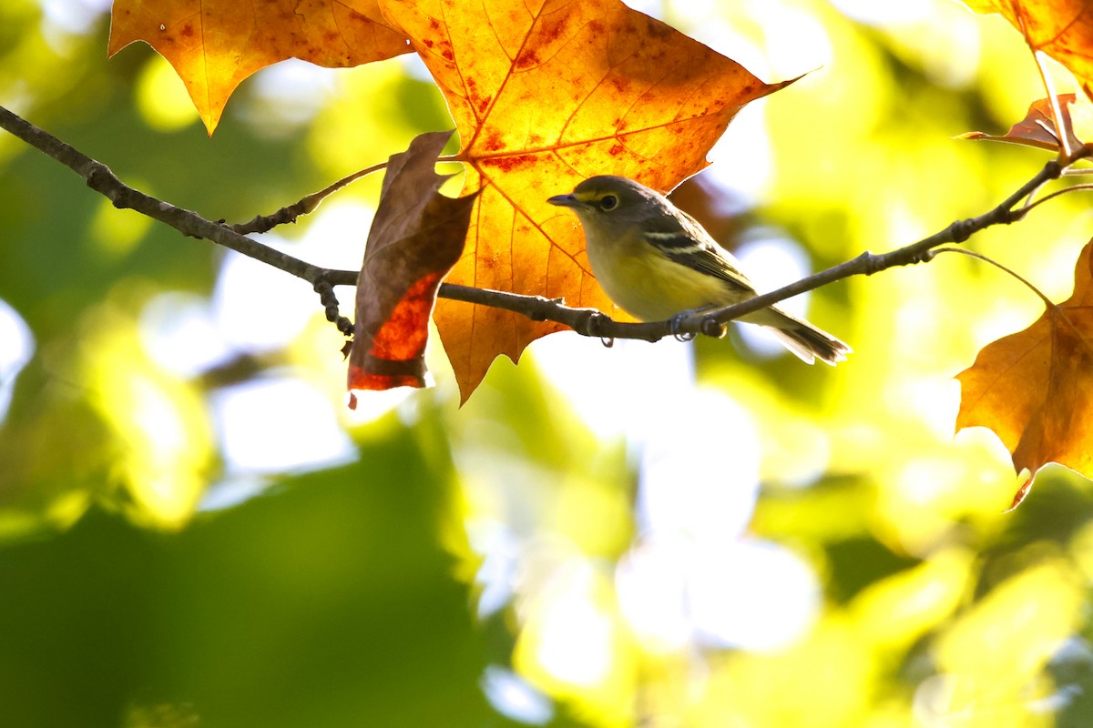 White-eyed Vireo - ML641072402