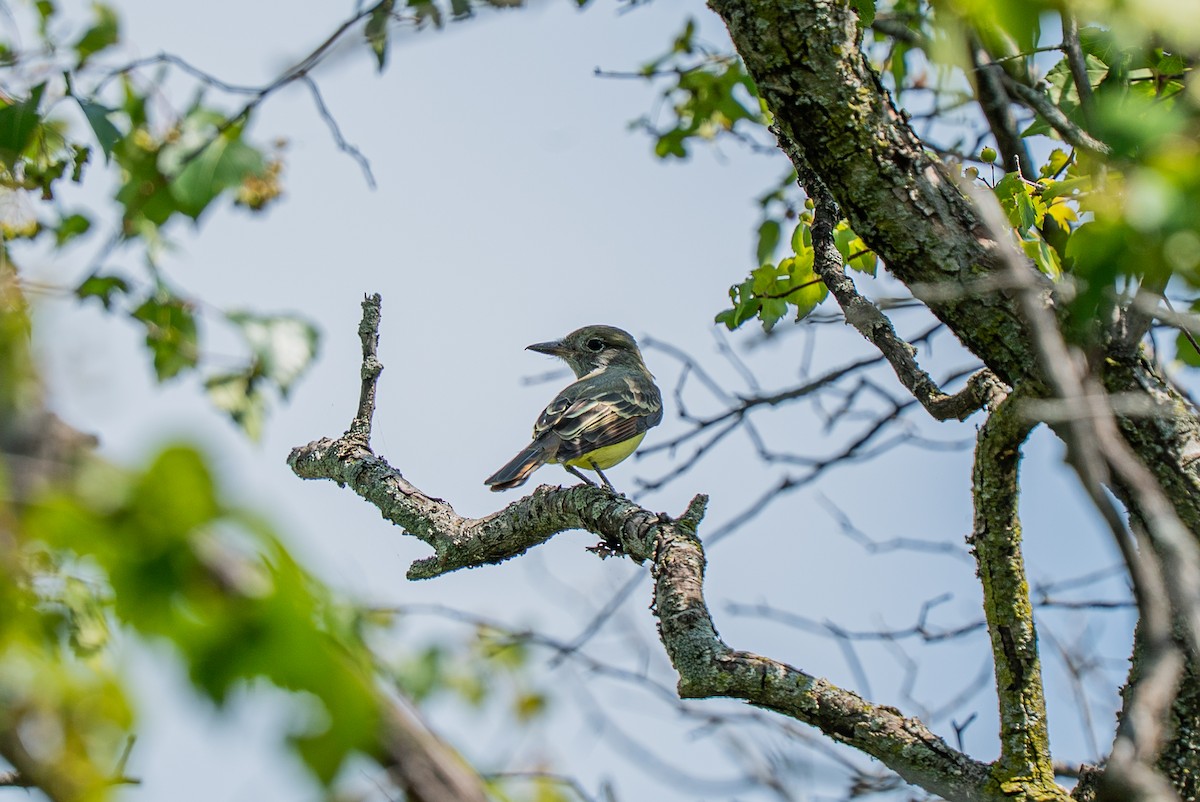 Great Crested Flycatcher - ML641072417