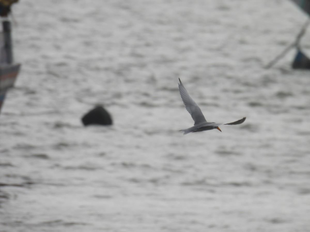 River Tern - ML641072424