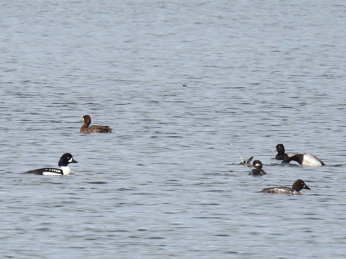 Barrow's Goldeneye - ML641072451