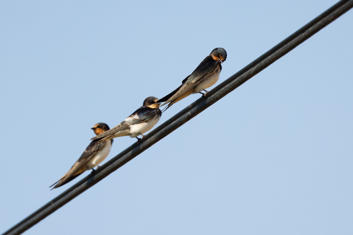 Barn Swallow - ML641072458