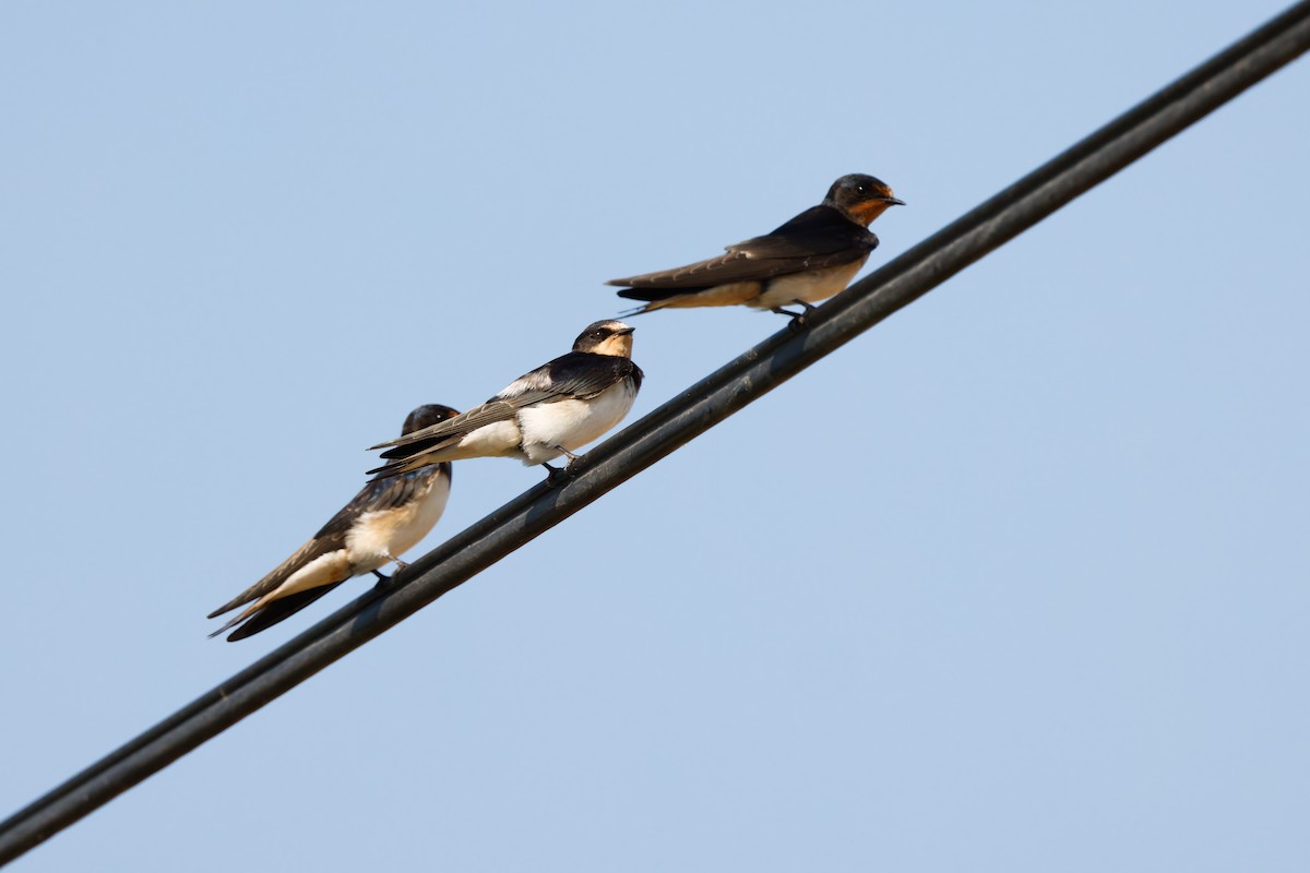 Barn Swallow - ML641072459