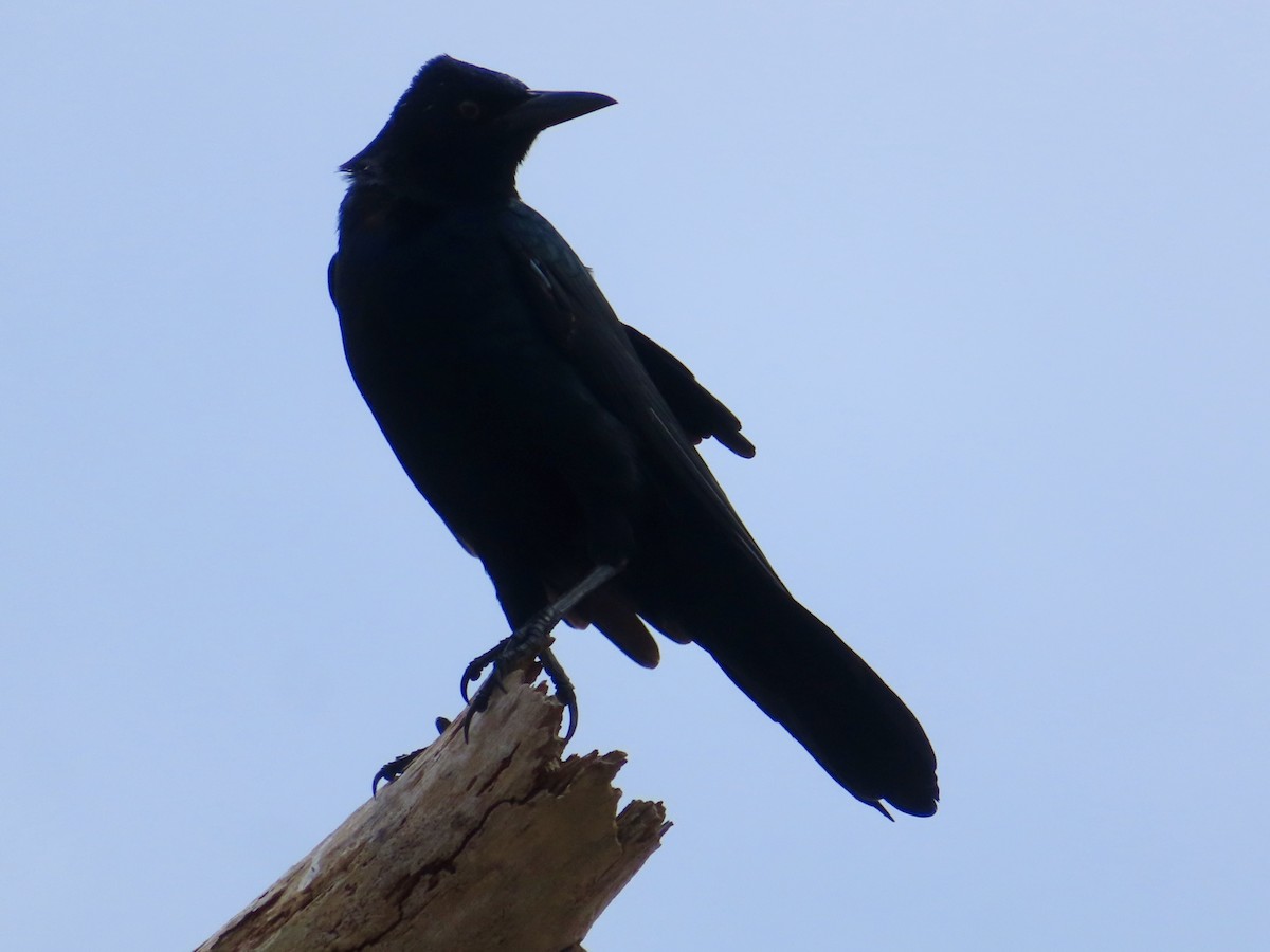 Boat-tailed Grackle - ML641072464