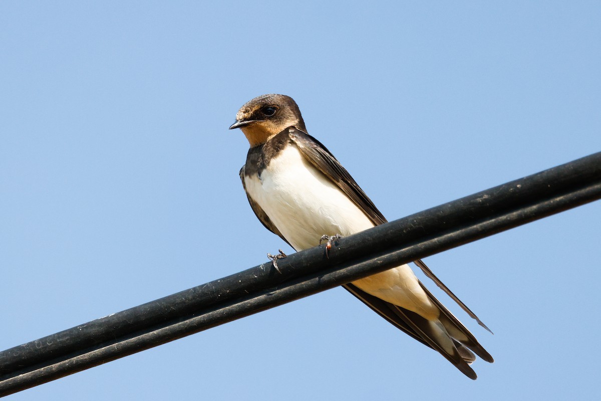 Barn Swallow - ML641072502