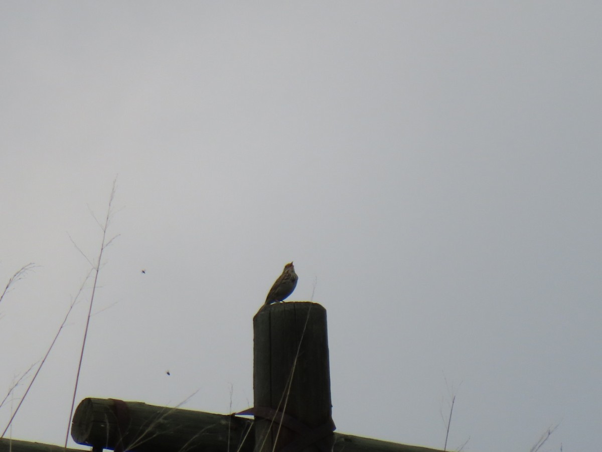 Savannah Sparrow - ML641072521