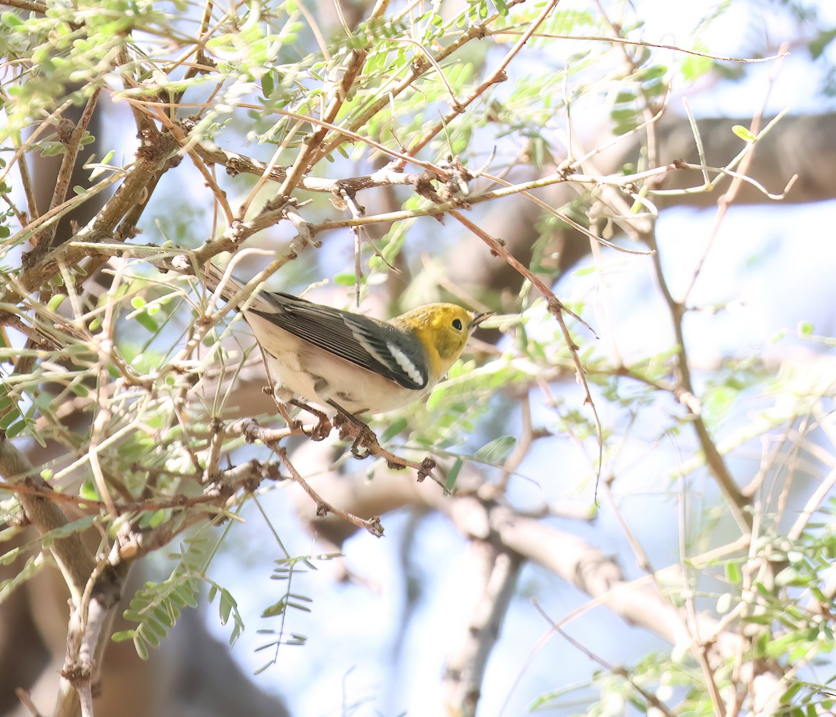 Hermit Warbler - ML641072528