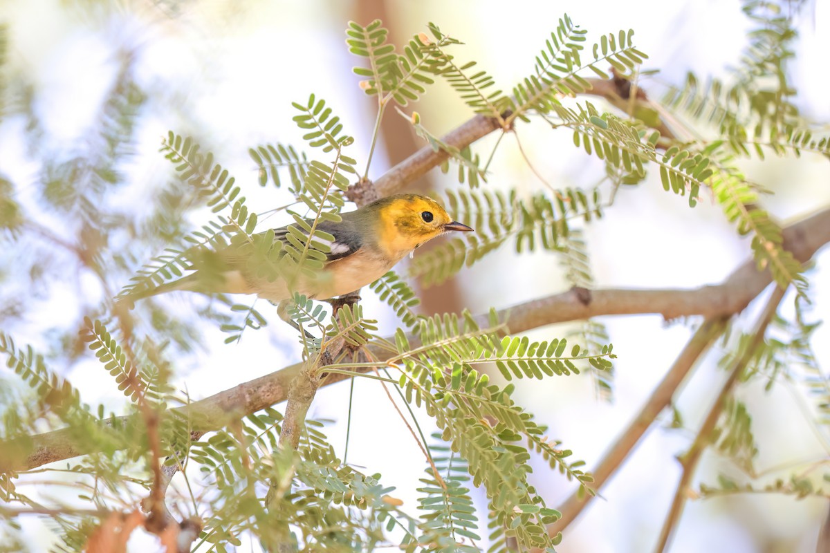 Hermit Warbler - ML641072532