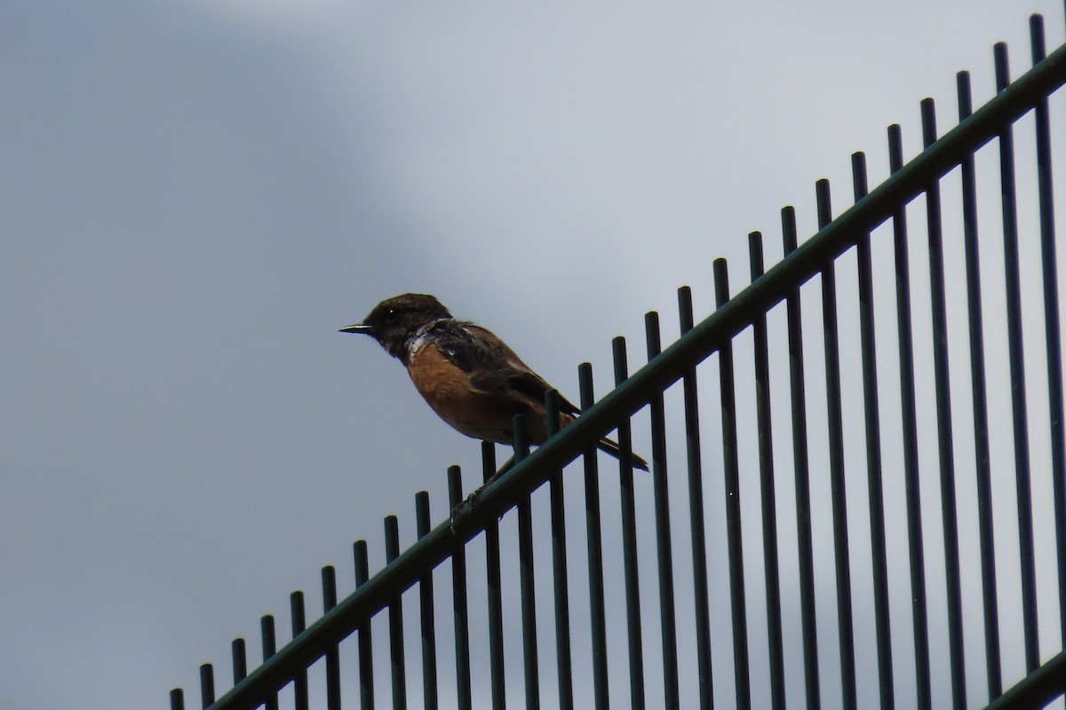 European Stonechat - ML641072537