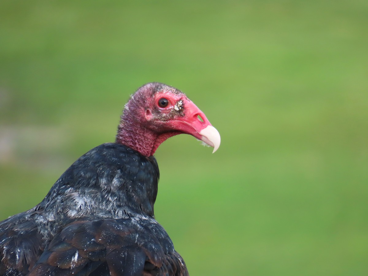 Turkey Vulture - ML641072540