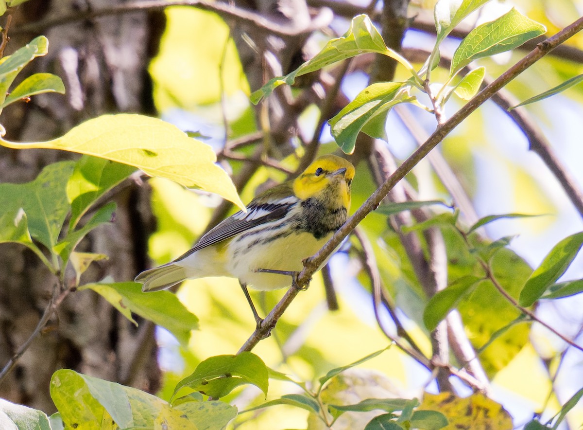 Grünmantel-Waldsänger - ML641072550