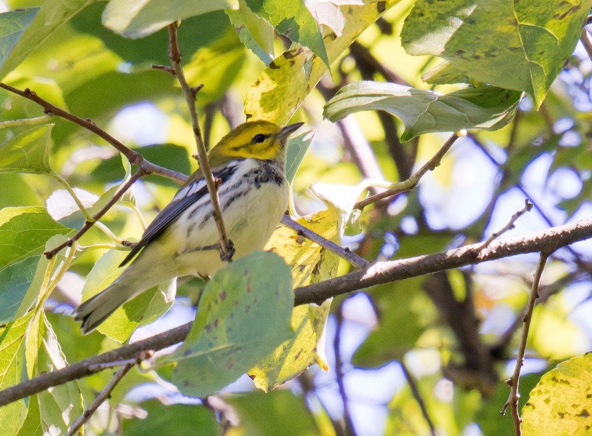 Grünmantel-Waldsänger - ML641072551