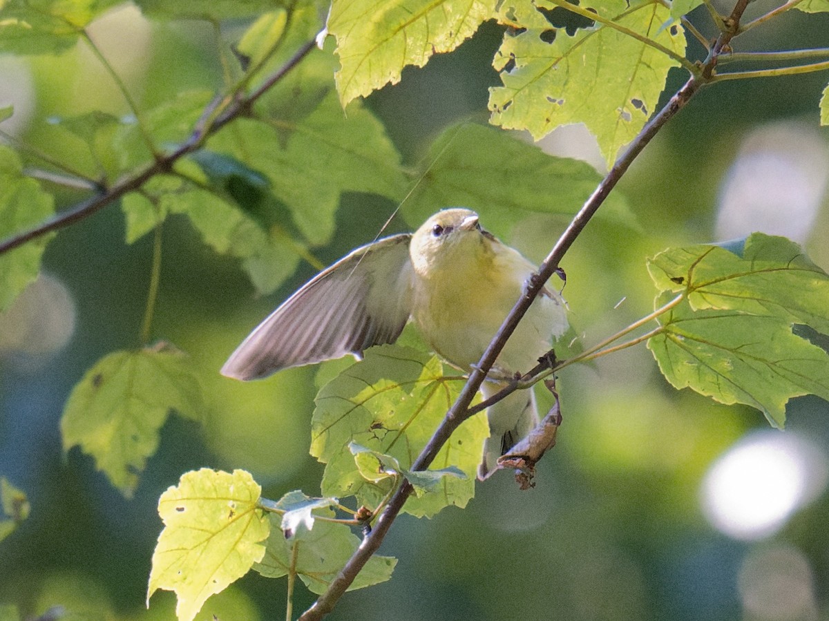 Braunkehl-Waldsänger - ML641072569