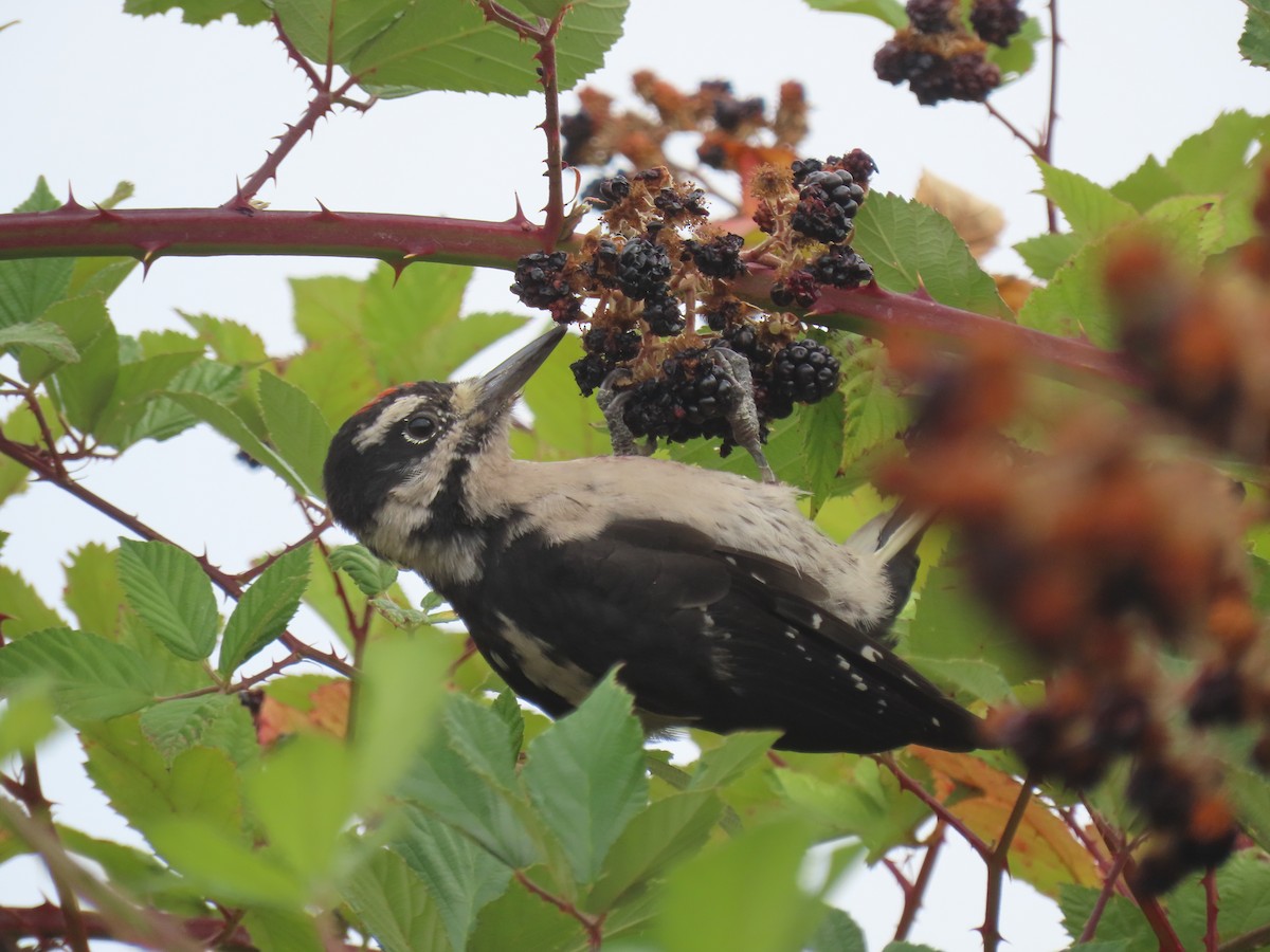 Hairy Woodpecker - ML641072600
