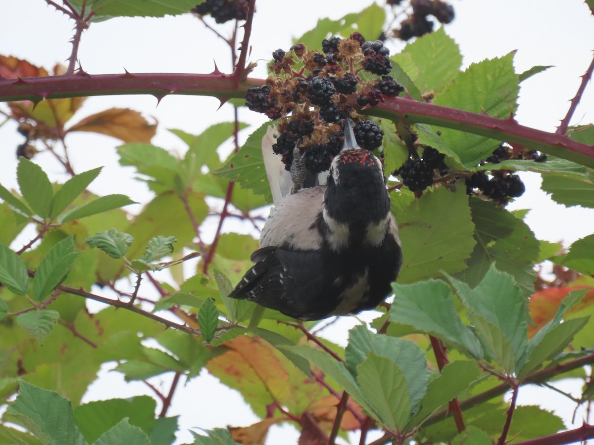 Hairy Woodpecker - ML641072622