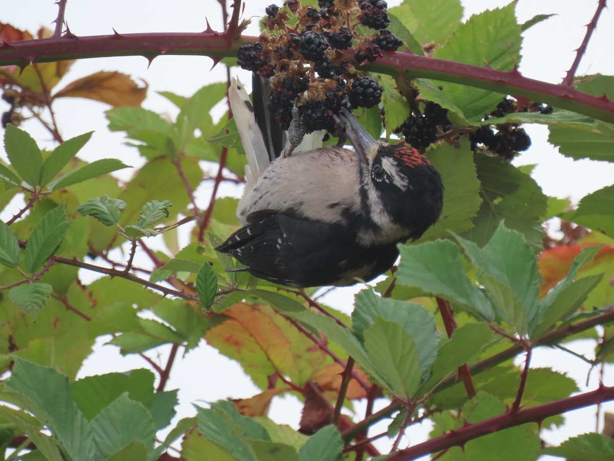 Hairy Woodpecker - ML641072623
