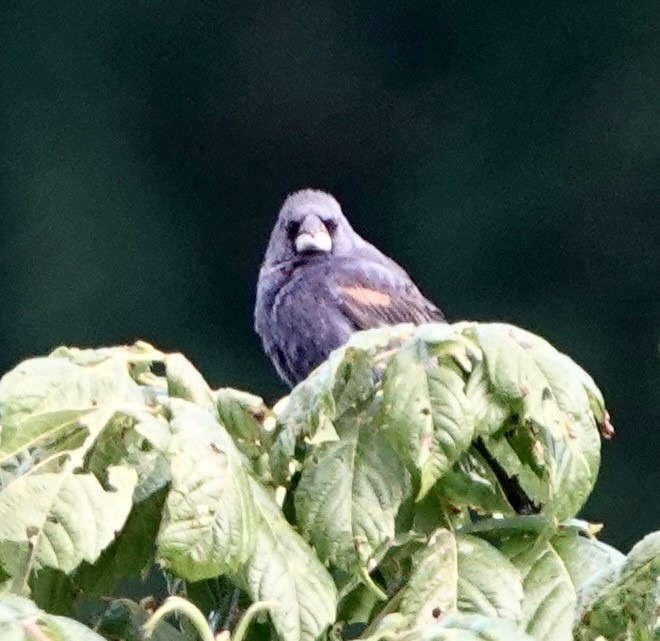 Blue Grosbeak - ML641072628