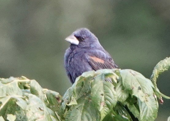 Blue Grosbeak - ML641072629