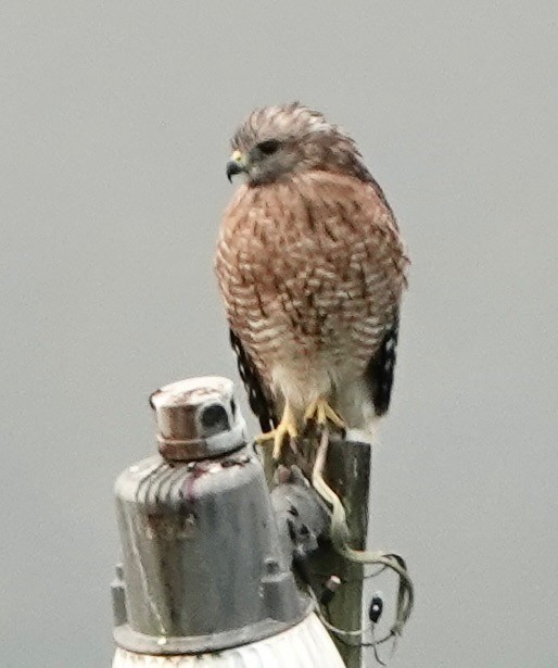Red-shouldered Hawk - ML641072646