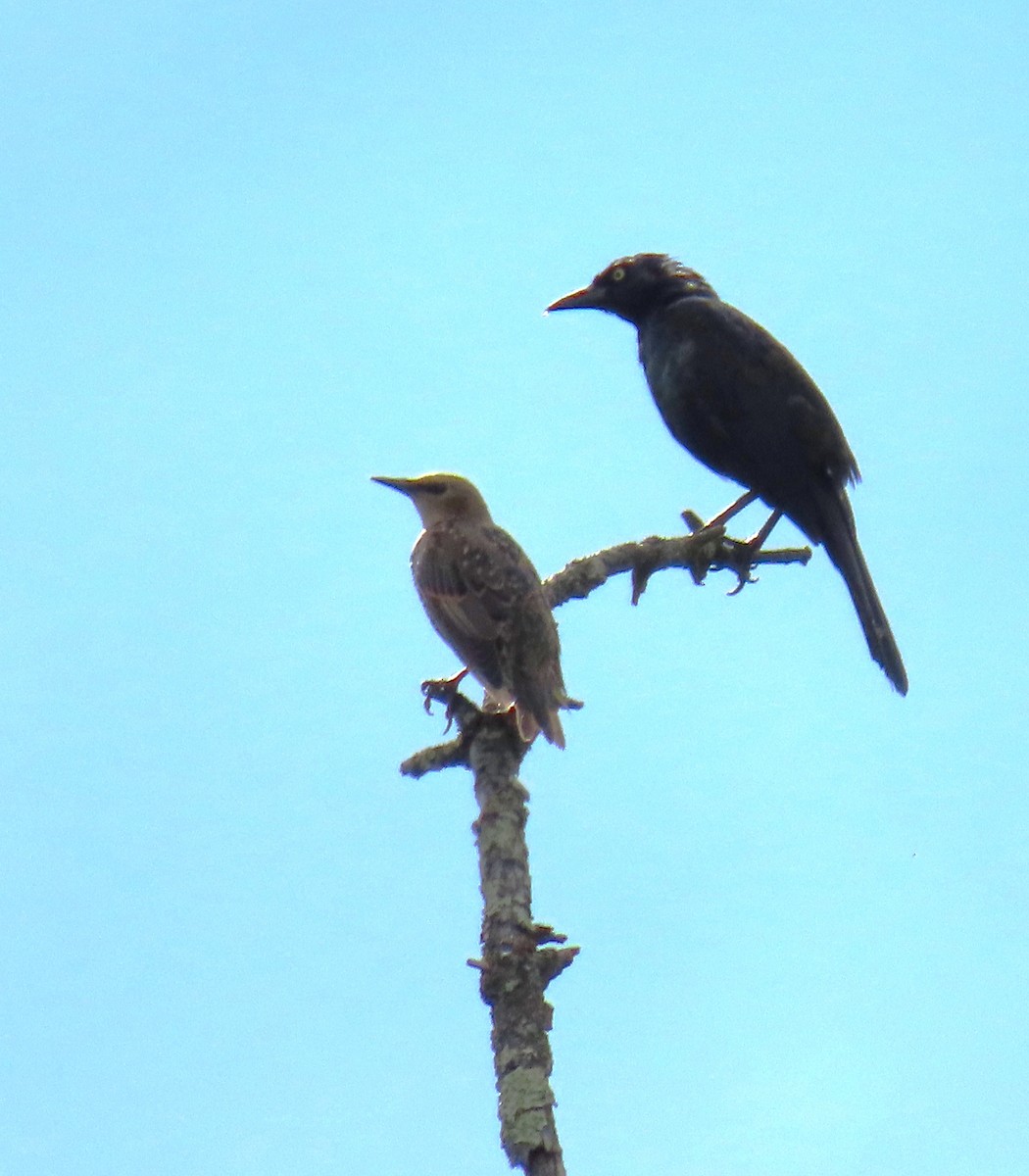 Common Grackle - ML641072656