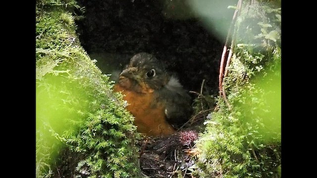 Scaled Antpitta - ML641072664