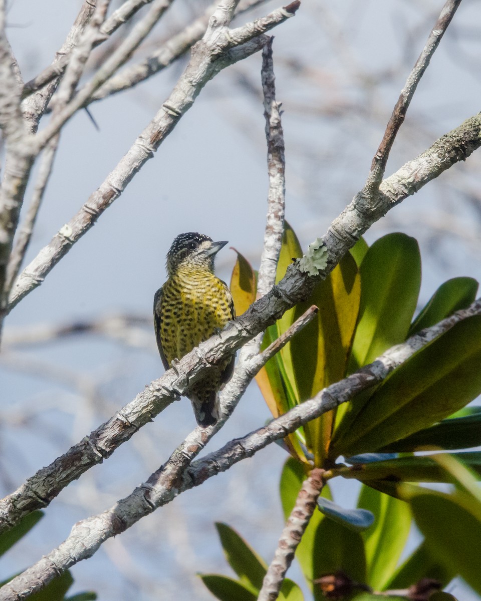 Golden-spangled Piculet - ML641072674