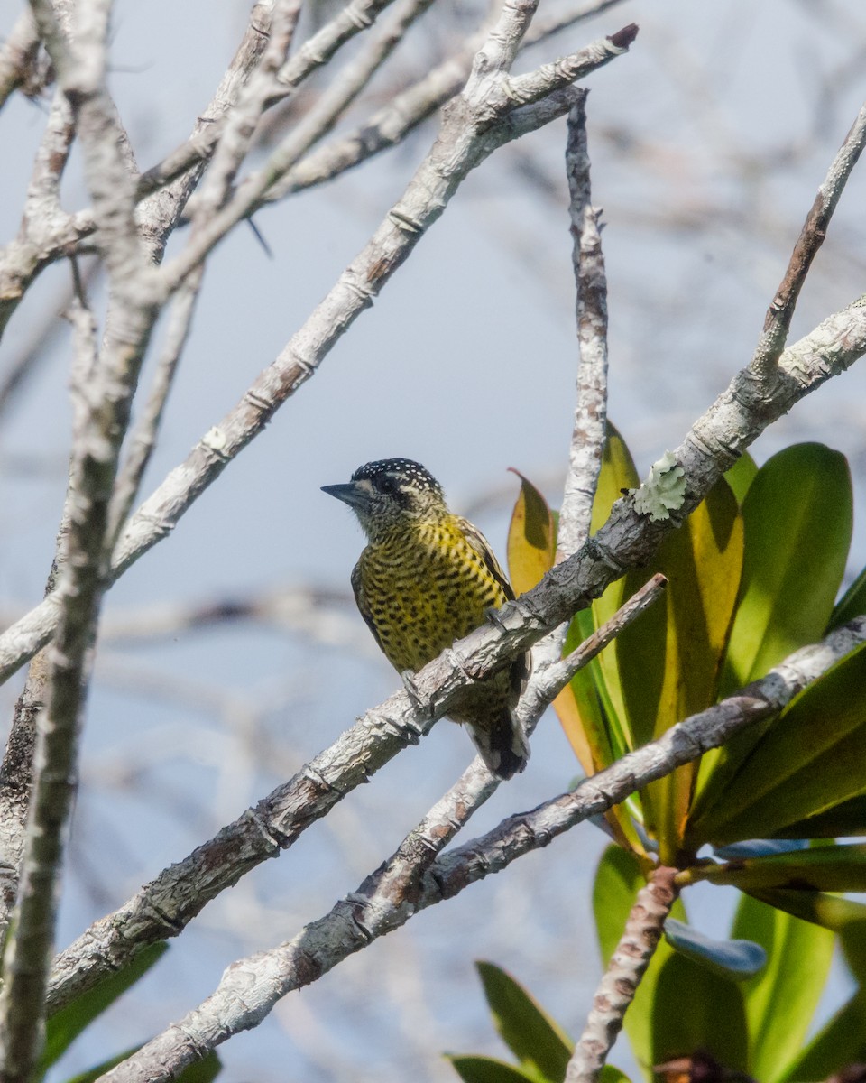 Carpinterito Telegrafista - ML641072675