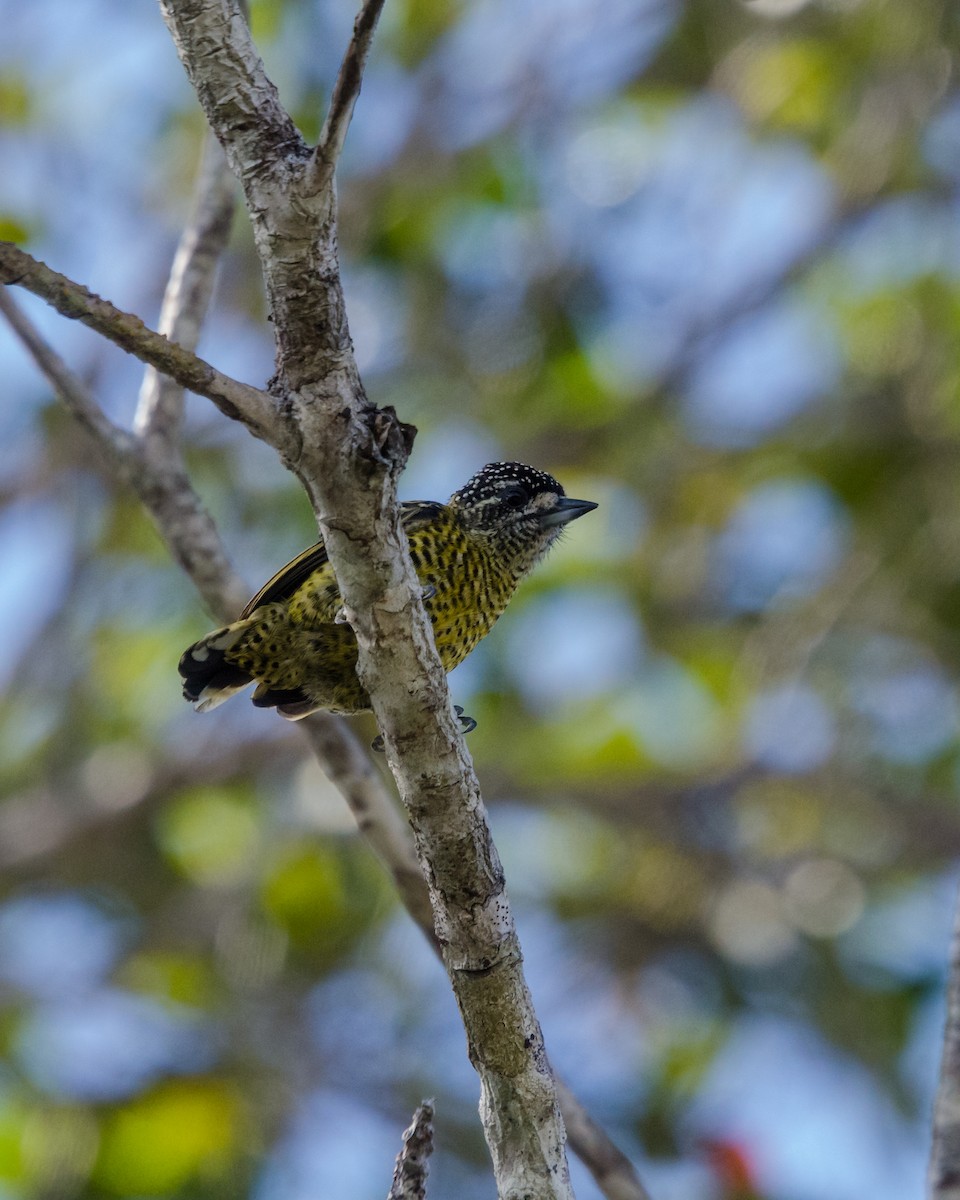 Golden-spangled Piculet - ML641072677