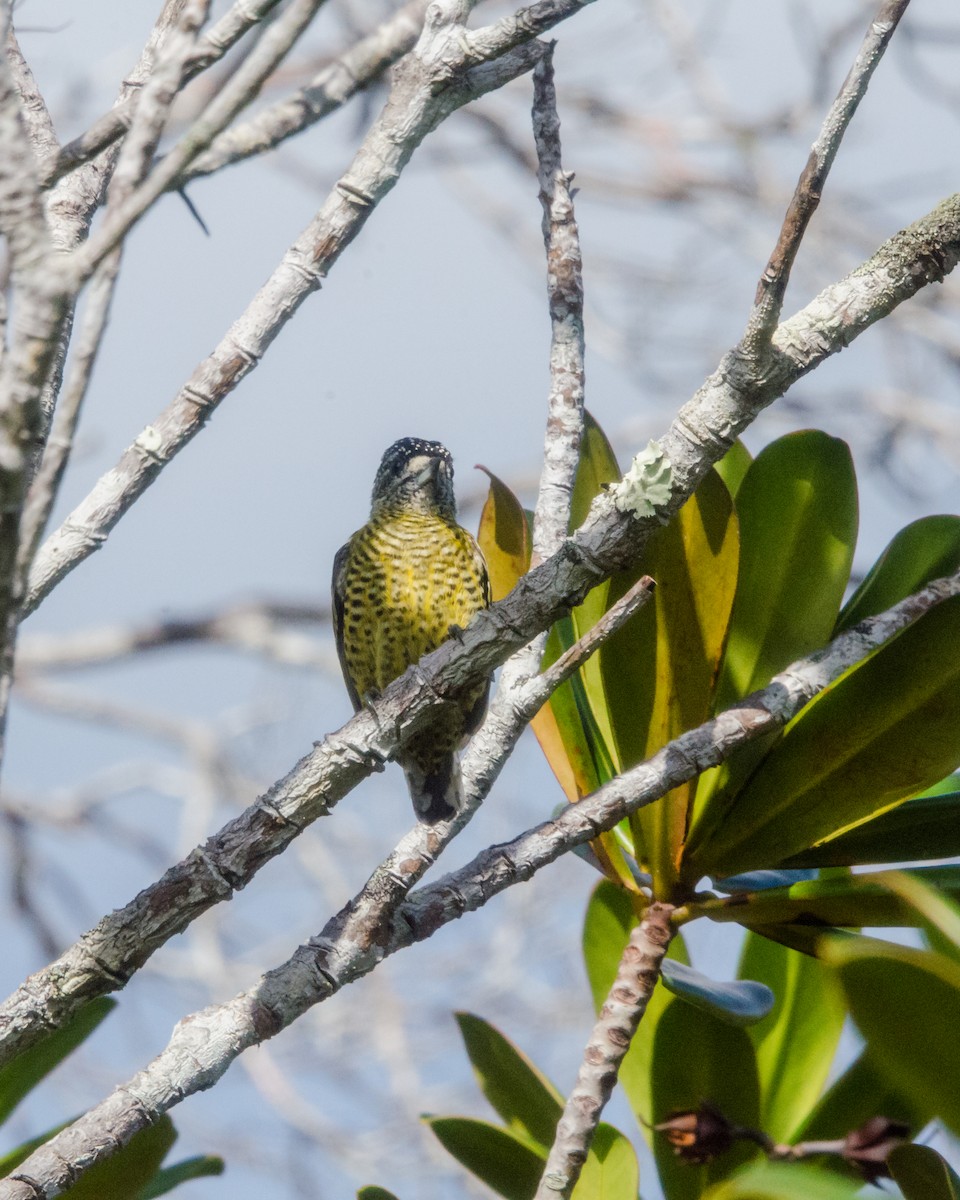 Carpinterito Telegrafista - ML641072679