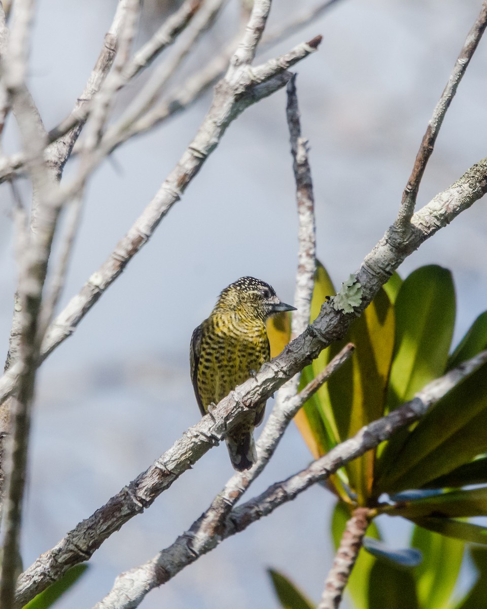 Carpinterito Telegrafista - ML641072681