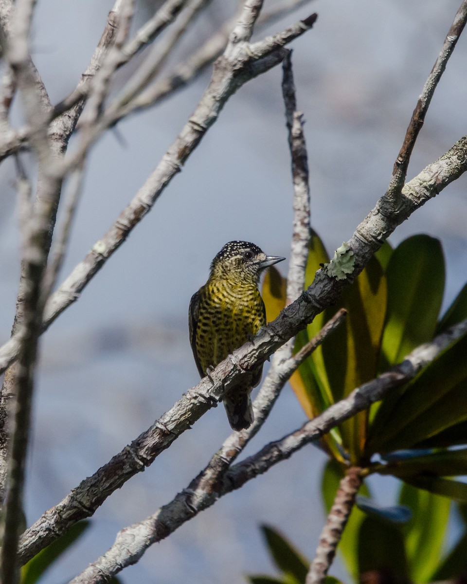 Carpinterito Telegrafista - ML641072682