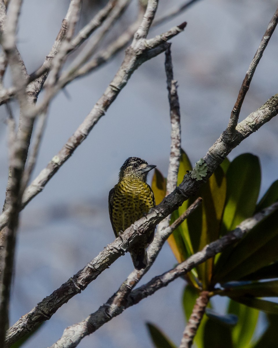 Carpinterito Telegrafista - ML641072683