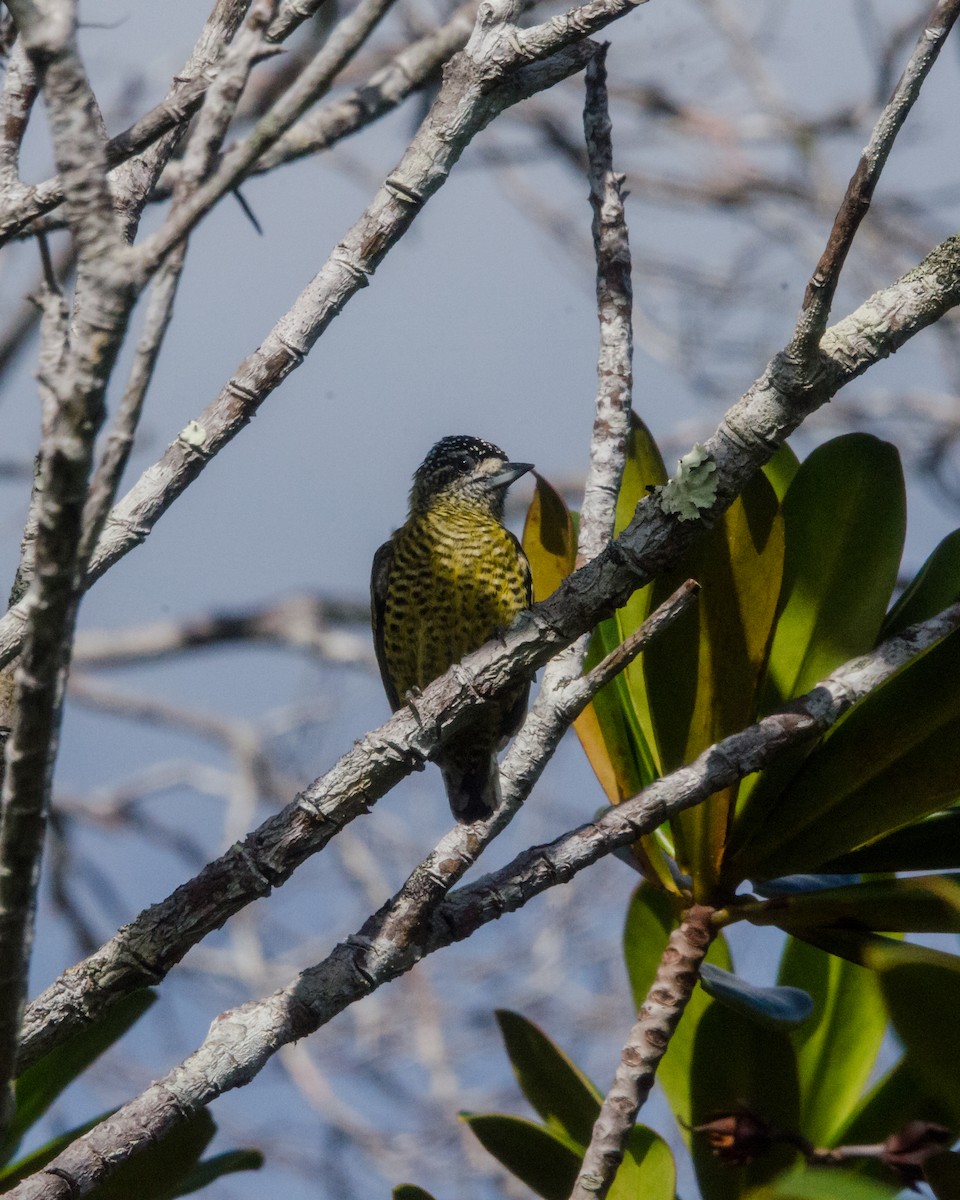 Carpinterito Telegrafista - ML641072684