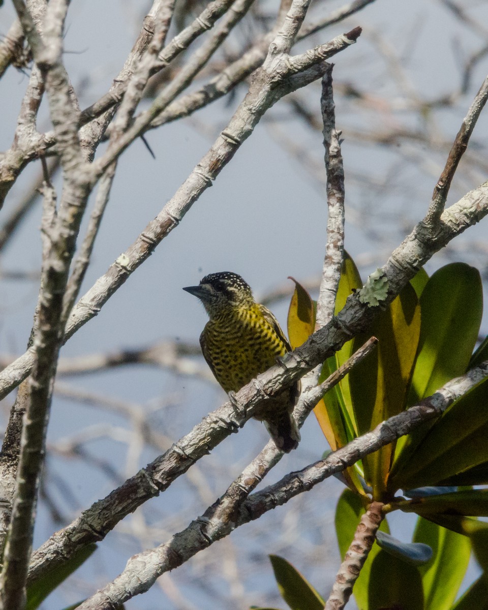 Carpinterito Telegrafista - ML641072685
