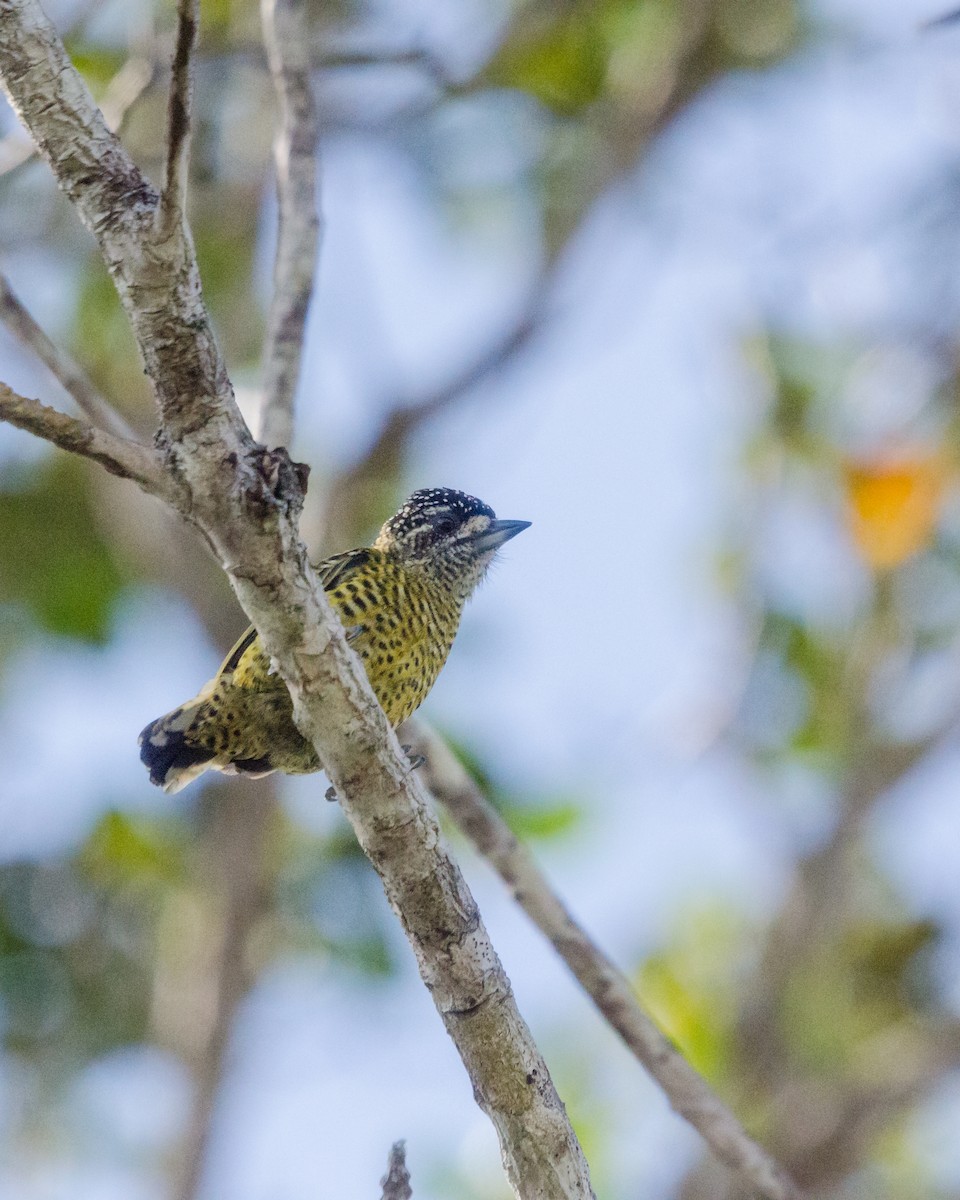 Golden-spangled Piculet - ML641072686