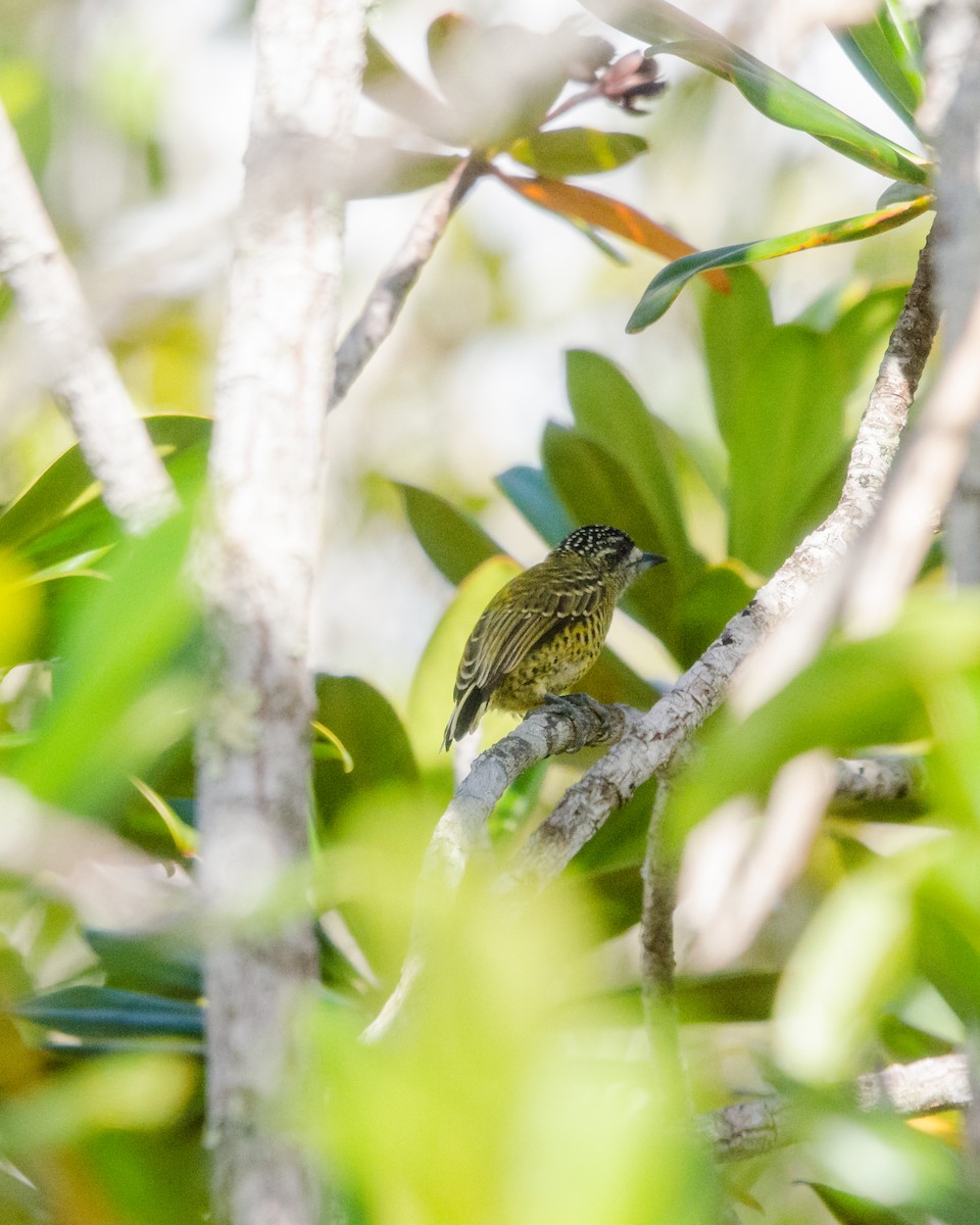 Golden-spangled Piculet - ML641072687